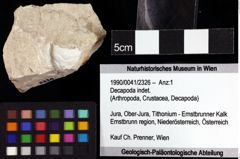 Foto (Objket + Etiketten) von Decapoda indet. 